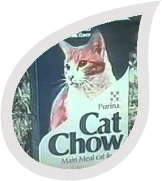 CatChow