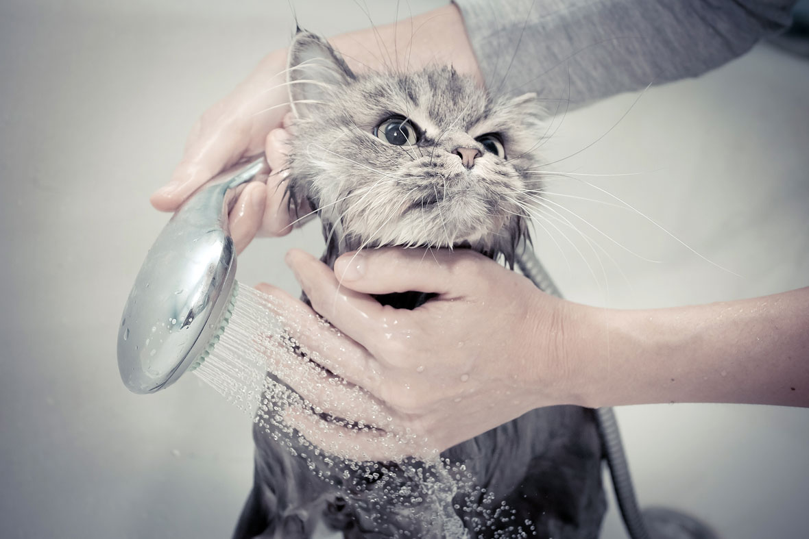 Как часто надо мыть кота?